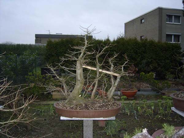 Hainbuchenfloß