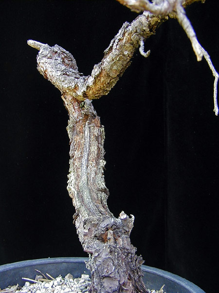 P7210012-Sylvestris-A04.jpg