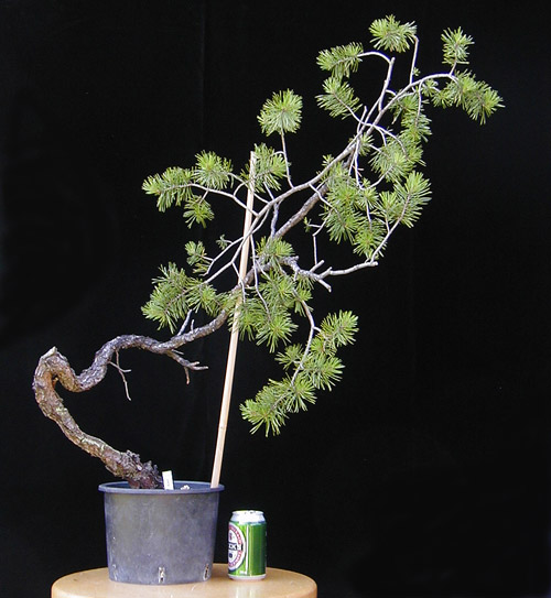 P7210013-Sylvestris-A04.jpg
