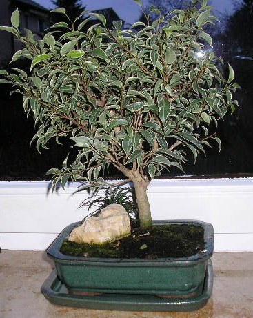 ficusendejan08.jpg