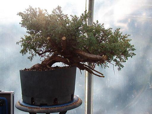 Vorher Junisperus com.