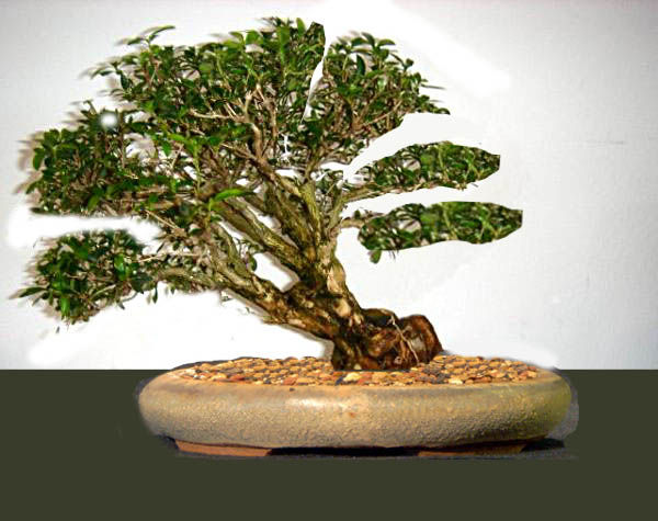 serissa ginko Kopie.jpg