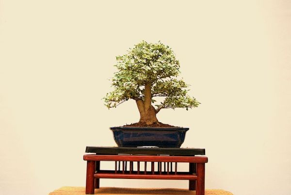 Ligustrum sinensis.jpg