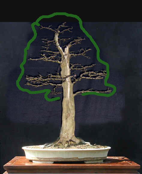 hainbuche1.jpg