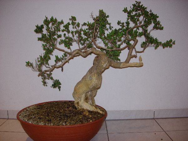 Buxus2s.JPG