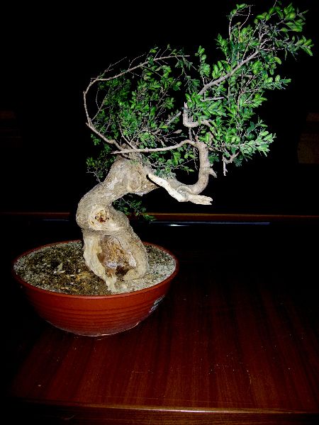 Buxus1s.JPG