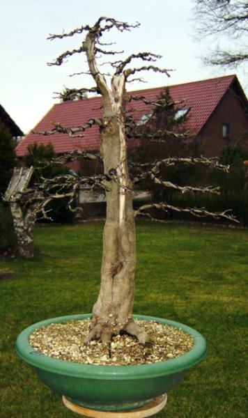 hainbuche 012.jpg