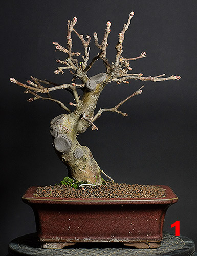 Malus_schmieda_001.jpg