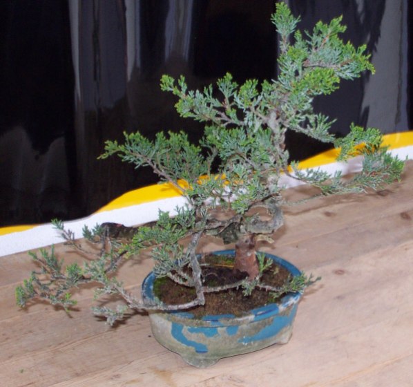 Baum vor der Umgestaltung 1.jpg