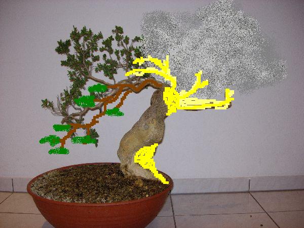 buxus2s.jpg