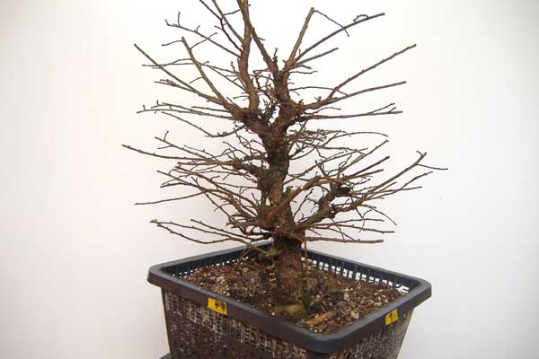 2008_0209Ulme_02_08_0002.jpg