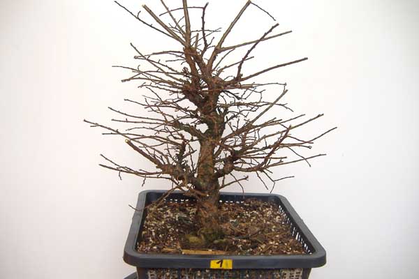 2008_0209Ulme_02_08_0001.jpg