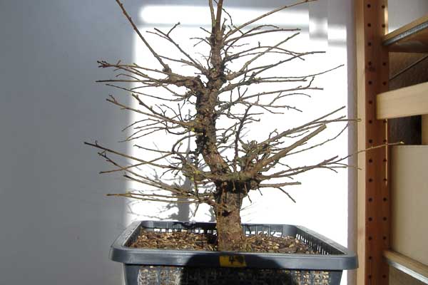 2008_0210Ulme_02_08_1_30003.jpg