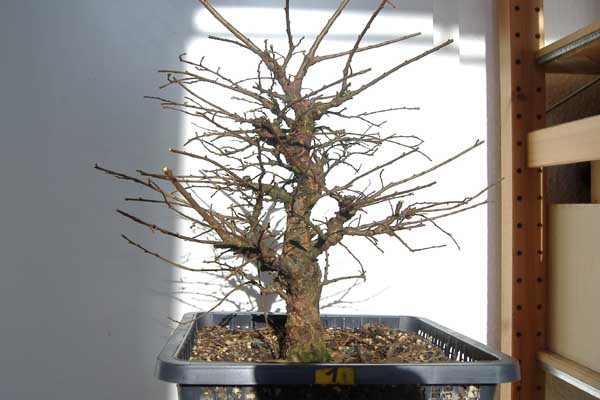 2008_0210Ulme_02_08_1_30002.jpg