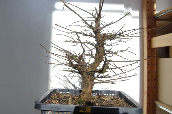 2008_0210Ulme_02_08_1_30001.jpg