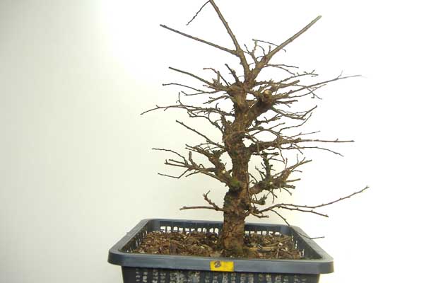 2008_0210Ulme_02_08_1_50004.jpg