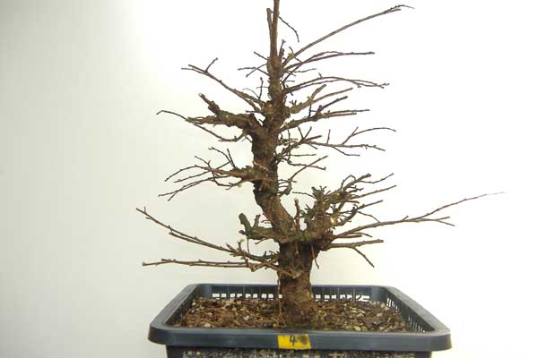 2008_0210Ulme_02_08_1_50001.jpg