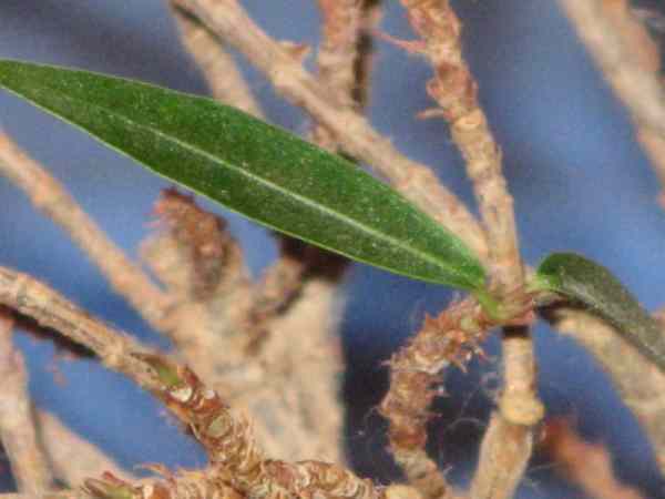 bonsai2.jpg