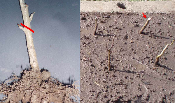 2- Jährige Kirsche im März ins Feld gepflanzt. Stammstärke ca. 1cm