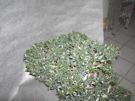 Olive Februar 08 von oben.jpg