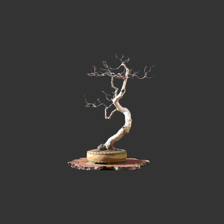turning birch.gif