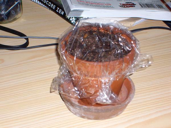 Ficus.jpg