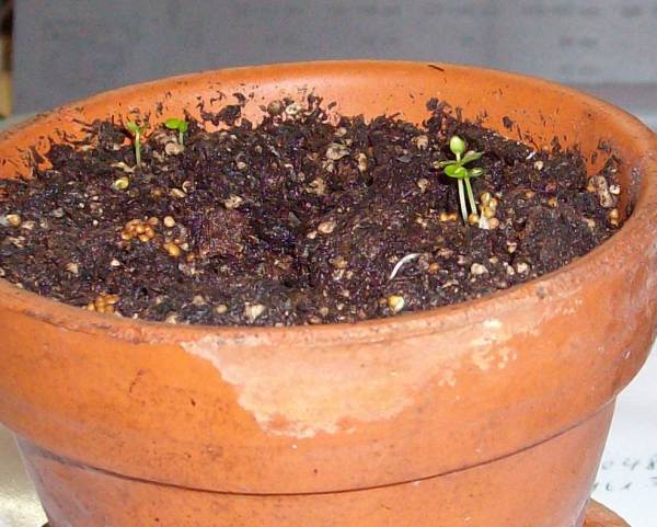 Ficus_Schösslinge.jpg