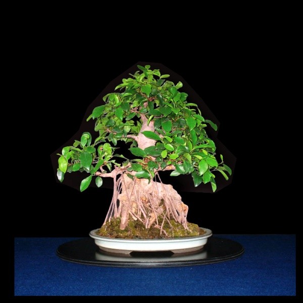 Ficus_Schale4.jpg