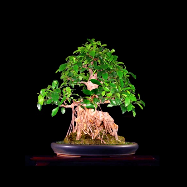 Ficus_Schale3.jpg