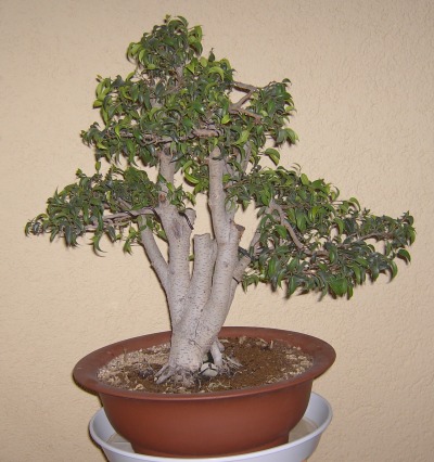 Ficus nach der Gestaltung.jpg
