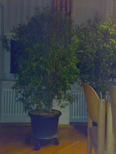 Ficus vor der Gestaltung.jpg