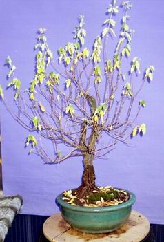 bartblume1107.jpg