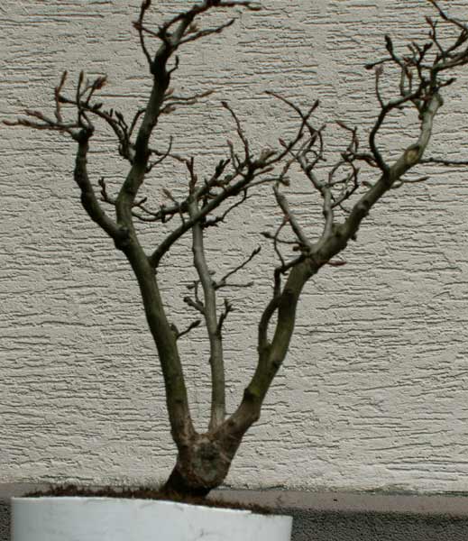 04 Dreier1.jpg