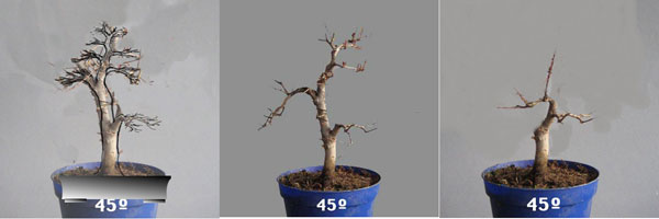 punica45.jpg