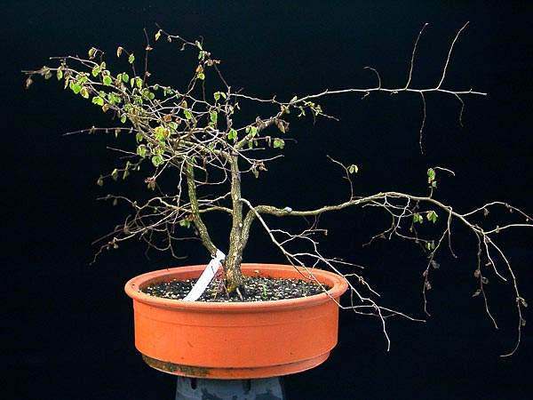 Sieht nicht gut aus. Alle Blätter an dem Baum waren in diesem Zustand.