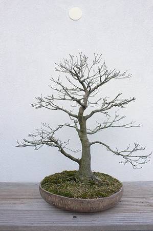Acer palmatum vorne.jpg