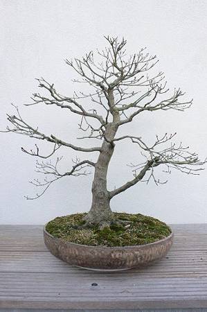 Acer palmatum hinten.jpg