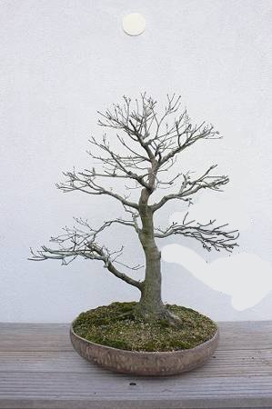 neu-1herbi.jpg