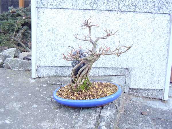 Acer buerg..jpg