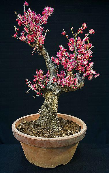 Hohe 53 cm, Durchmesser am 9,6 cm