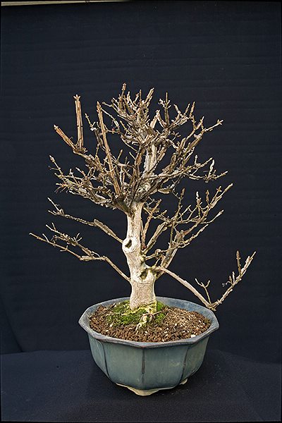 Höhe 42 cm; Stammansatz 4,8 cm