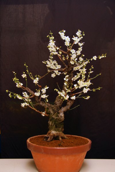 Prunus Mume 02-2008 -3 forum.jpg