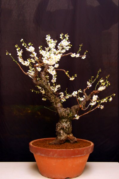Prunus Mume 02-2008 -2 forum.jpg
