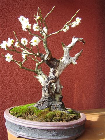Aprikose (2).jpg