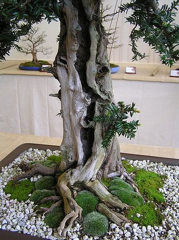 neue Bilder 838741 Eibenstamm-Detail.jpg