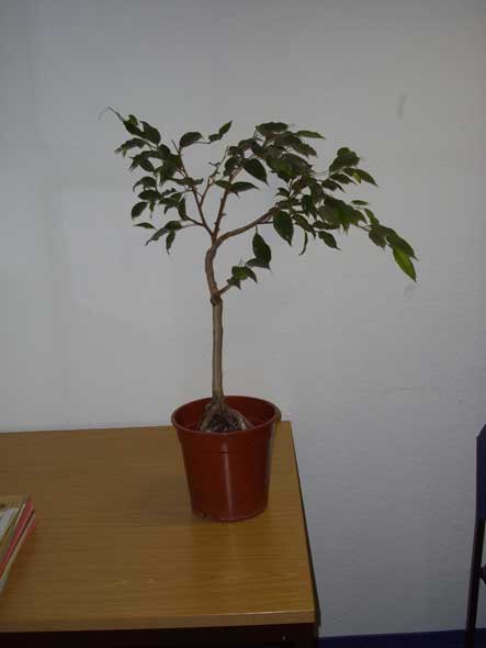 ficus-stehend.jpg