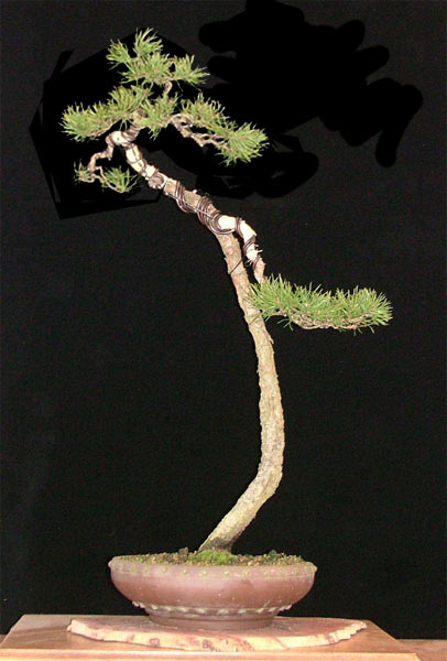 litvirt1.jpg