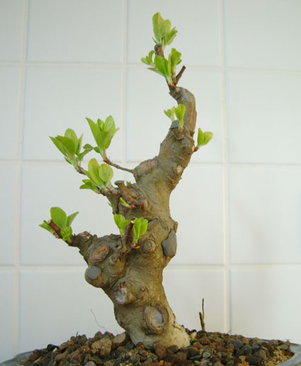 DSCF0827.jpg