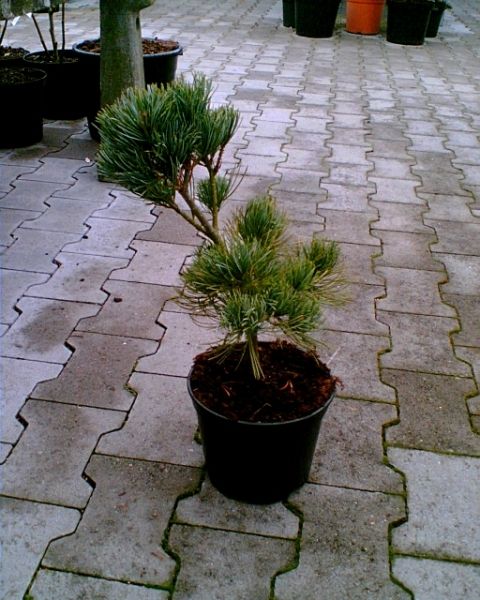 Bild021.jpg