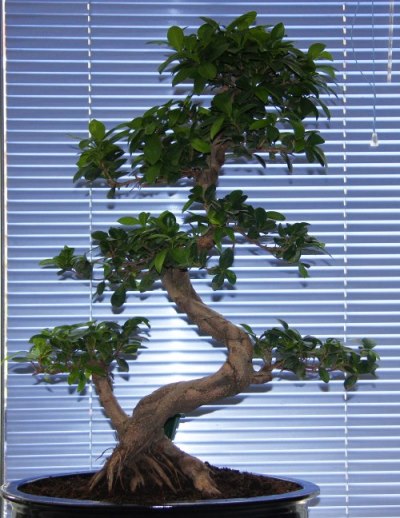 ficus